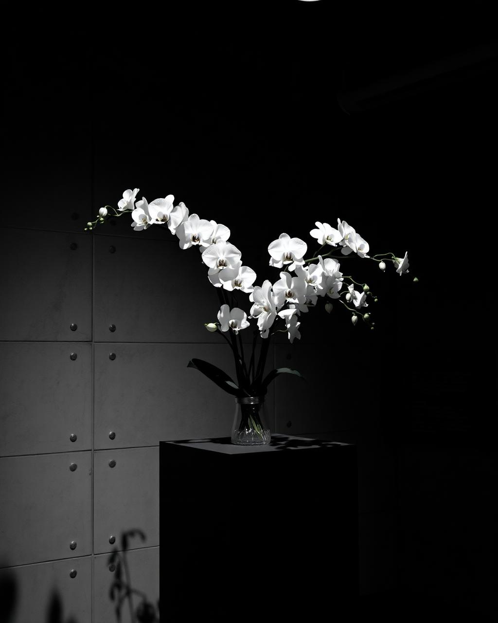 White Orchid Series