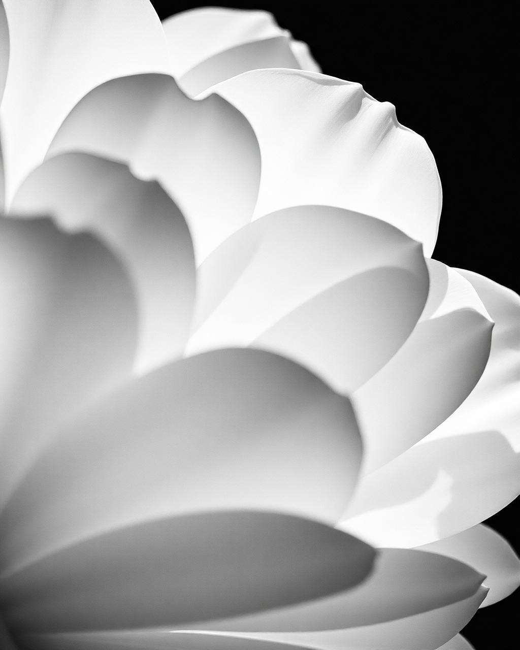 The Future of Minimalist Floristry